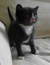 Atticus