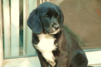 Chipper