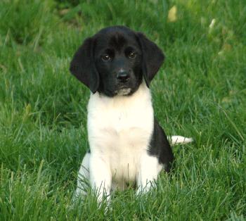 Charlie 