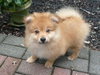 Fluffy