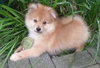 Fluffy