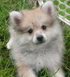 Prince