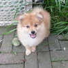 Prince