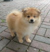 Prince