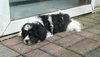 Susie