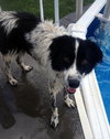Buddy