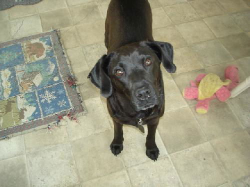Maggie May