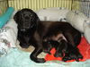 Maggie May