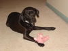 Maggie May