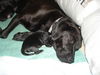 Maggie May