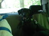 Maggie May