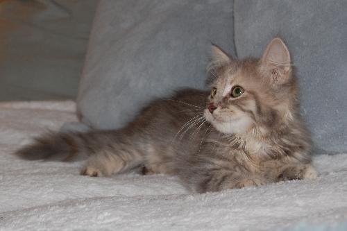 Portia