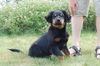 Barney