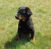 Barney
