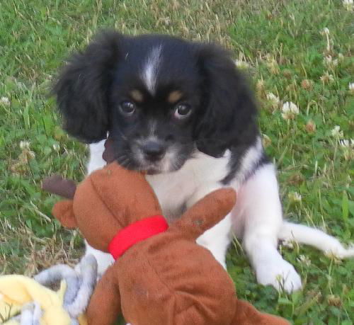 Hallie