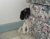 Hallie