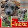 Flecks