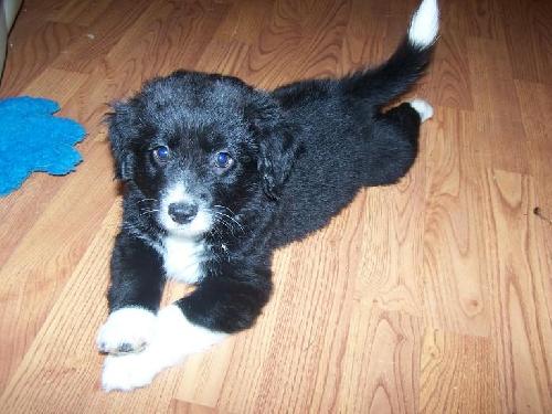 Lilly Belle - Adoption Pending