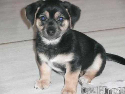 Snoopy-Lucy's Puppy
