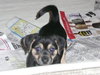 Snoopy-Lucy's Puppy