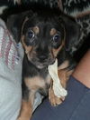 Marcie - Lucy's Puppy