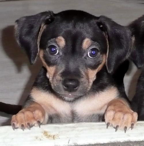 Marcie - Lucy's Puppy