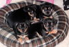 Charlie Brown - Lucy's Puppy