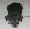 Charlie Brown - Lucy's Puppy