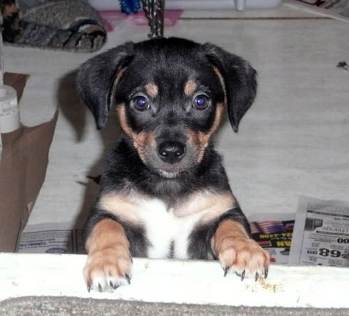 Charlie Brown - Lucy's Puppy