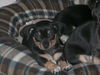 Sally - Lucy's puppy
