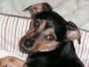 Sally - Lucy's puppy