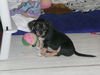 Sally - Lucy's puppy