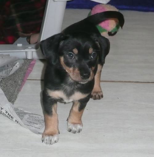 Sally - Lucy's puppy