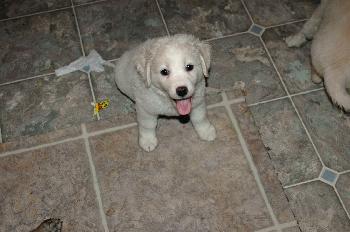 Angelina - Adoption Pending