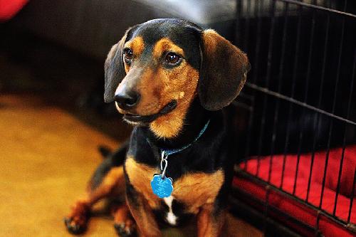 Doxie