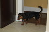 Doxie