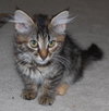 Fiona