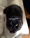Maximus