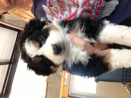 Aussie-BC Puppy