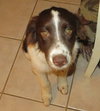 Dixie
