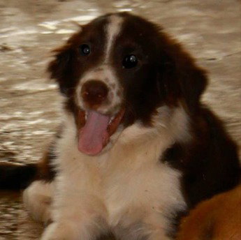Dixie
