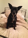 Libby