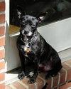 Libby