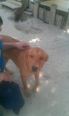Shelby