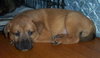 Bruno