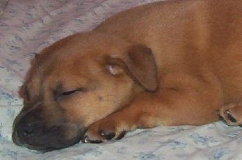 Bruno
