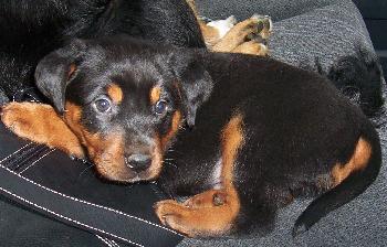 Bubba