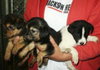 Tyler (Tina's Pup)
