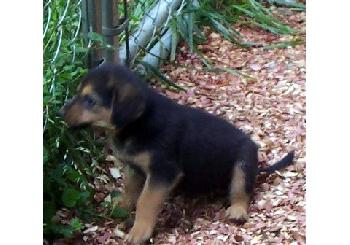 Tyler (Tina's Pup)