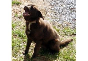 CoCo's Pups! Snap, Crackle, & Pop
